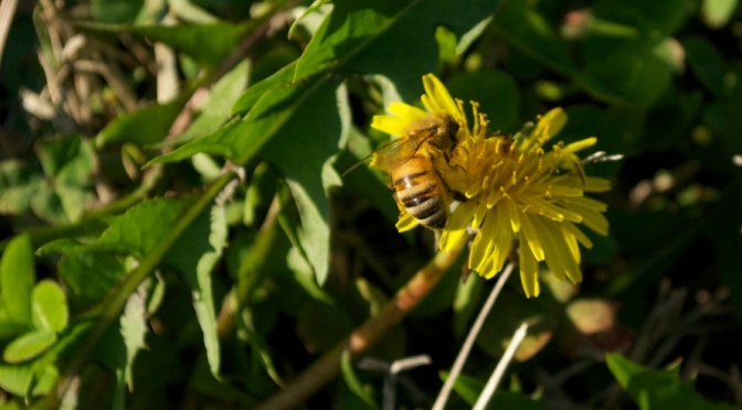Save the Bees (by saving these…)
